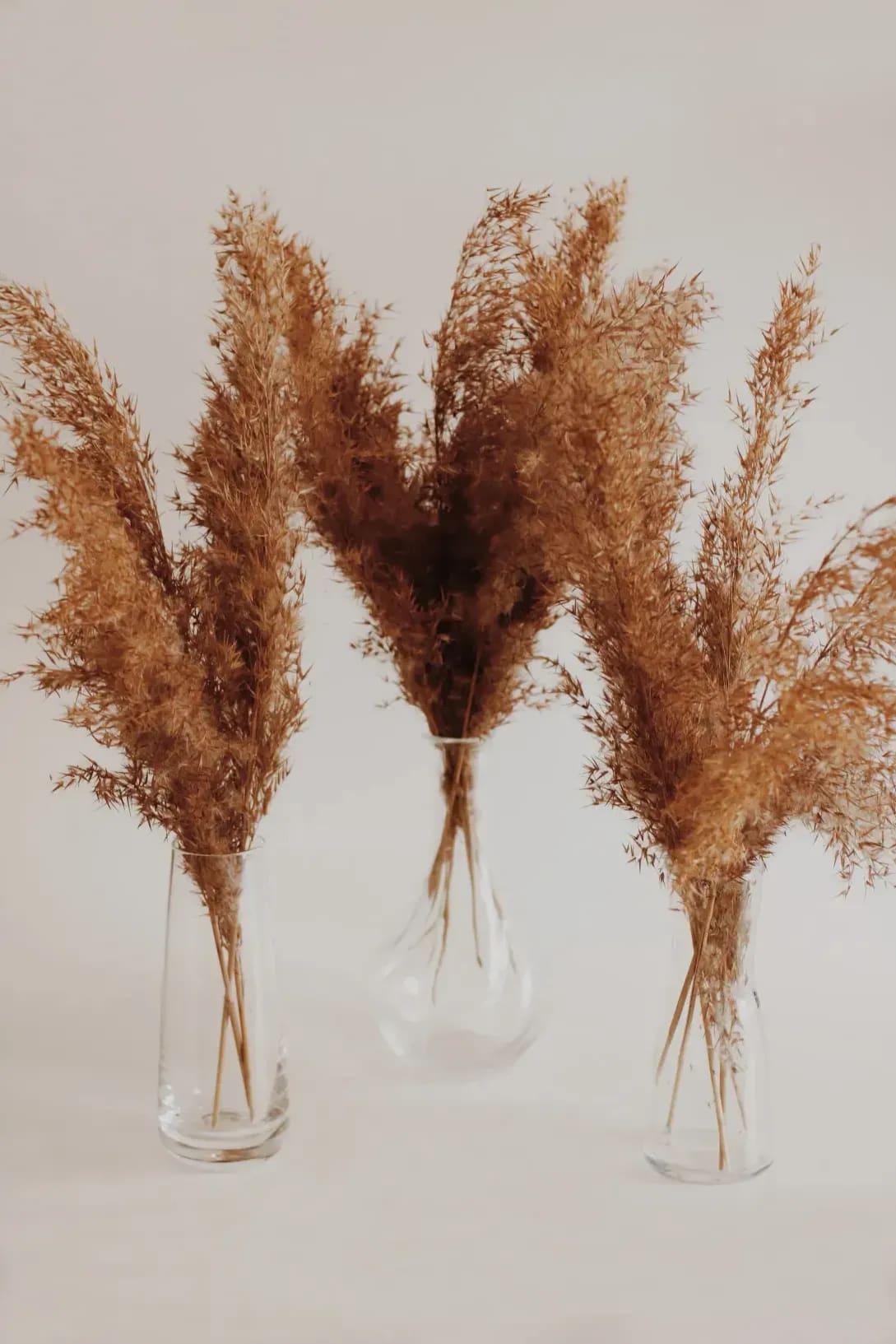 胡蝶蘭・観葉植物の手配
